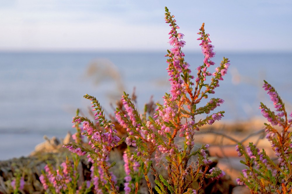 Sila virša tuvplāns Sila virša tuvplāns