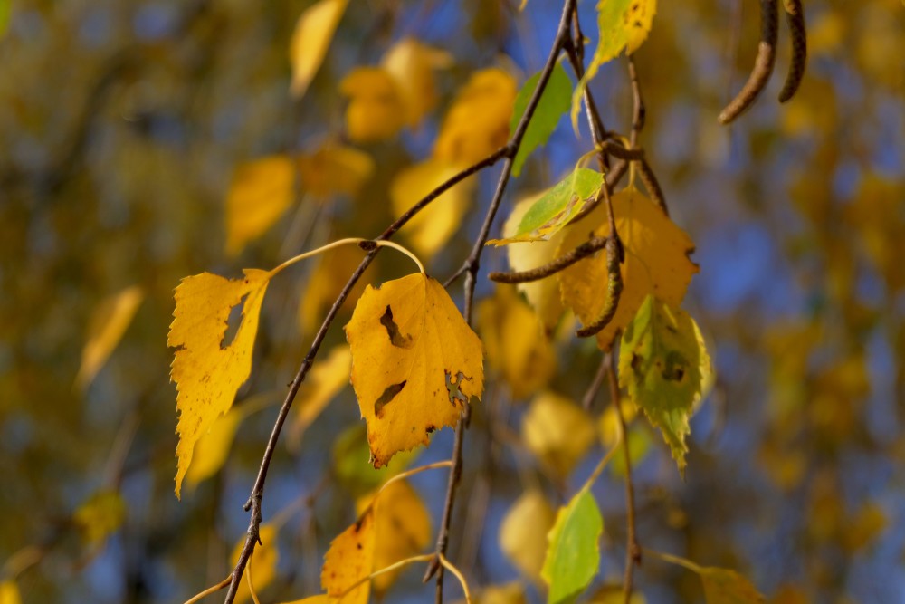 Silver Birch Branch