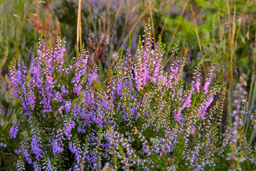 Ziedoši virši Ziedoši virši