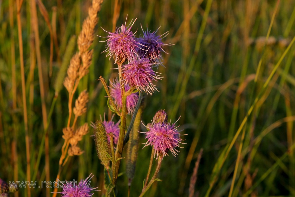 Knapweed