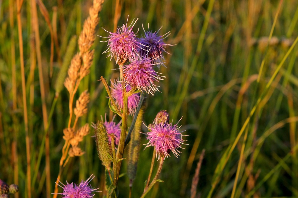 Knapweed