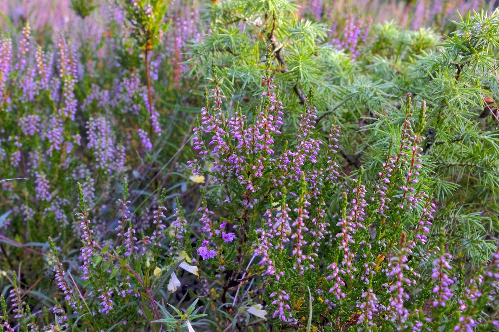 Heather (Calluna vulgaris)