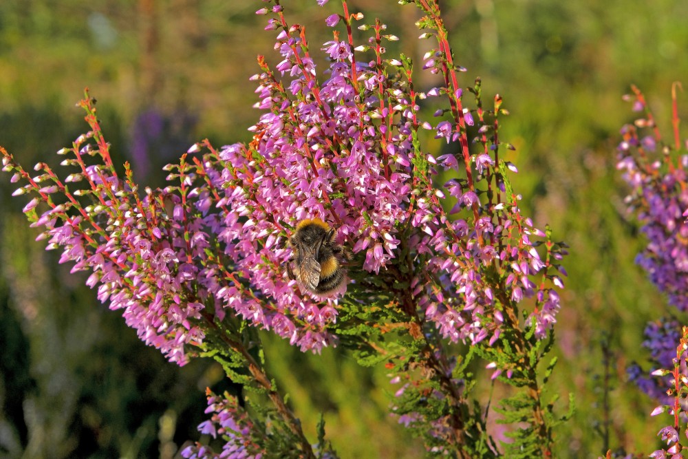 Kamene uz sila viršu ziediem