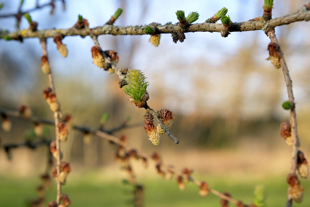 Larch Tree Branch in Spring