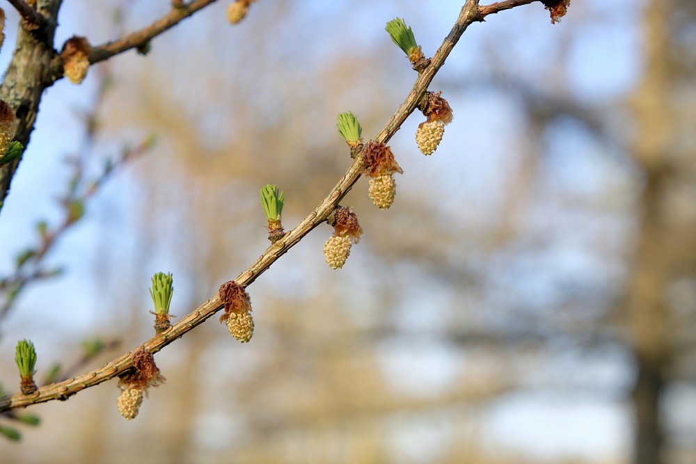 Larch Tree Branch in Spring