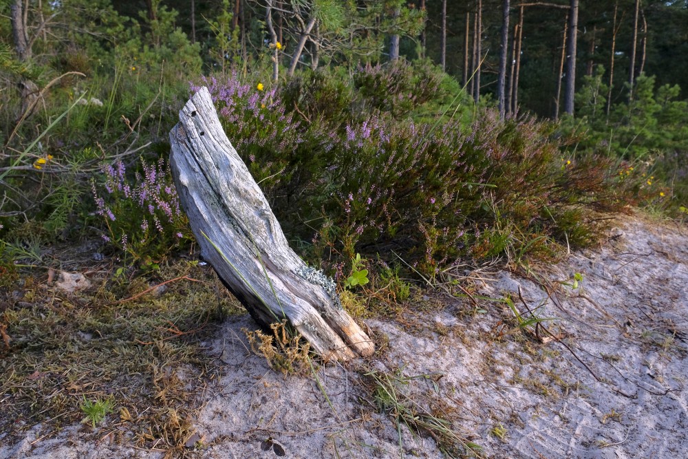 Small Tree Stump
