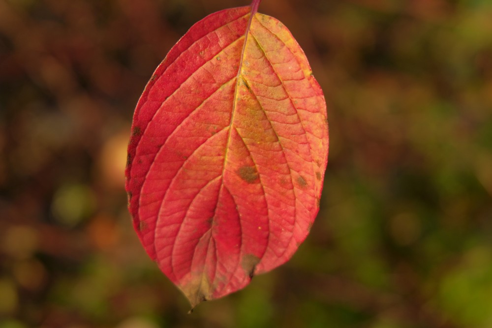 Baltā grimoņa lapa rudens krāsās