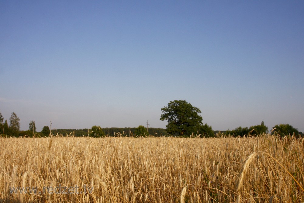 Landscape with Rye Field
