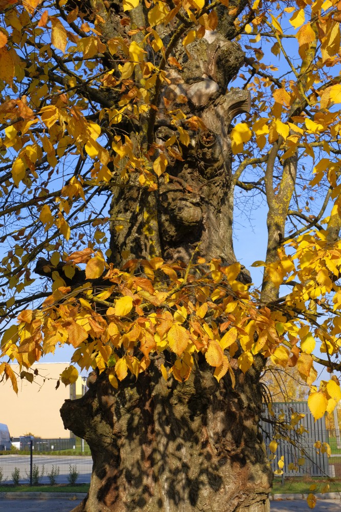 Wych Elm in Autumn