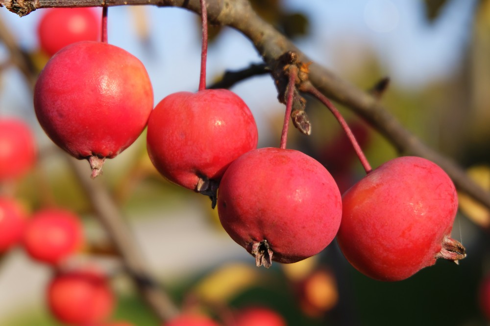 Fruits of Crabapples