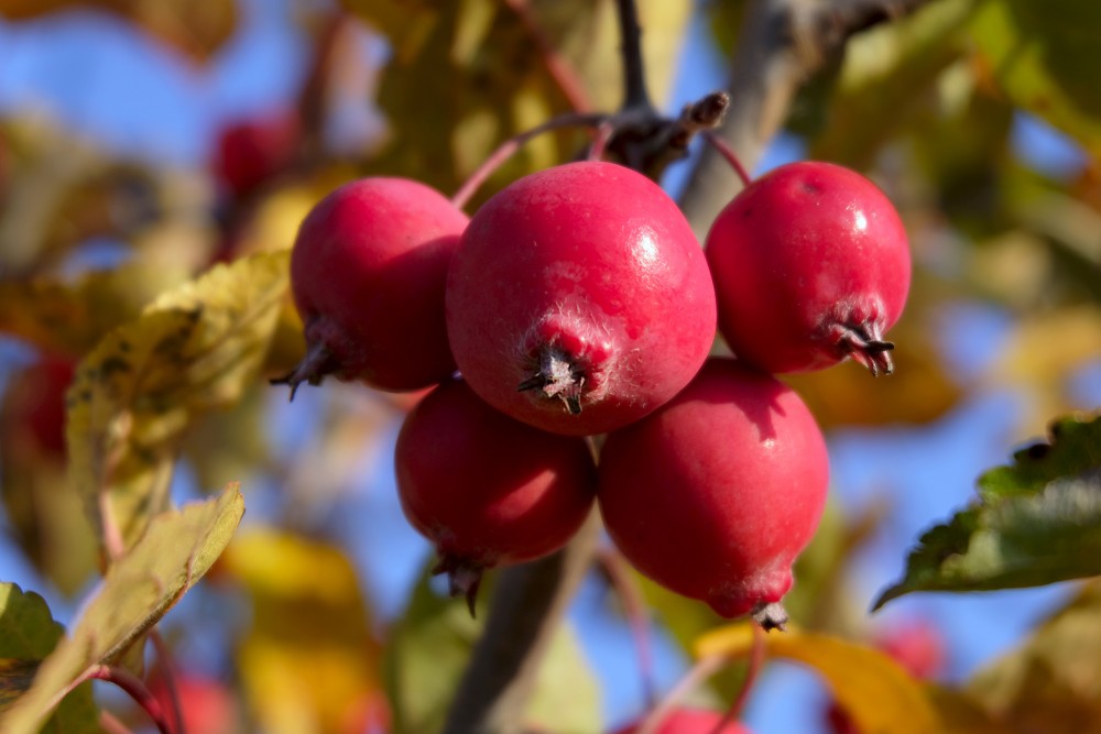 Fruits of Crabapples