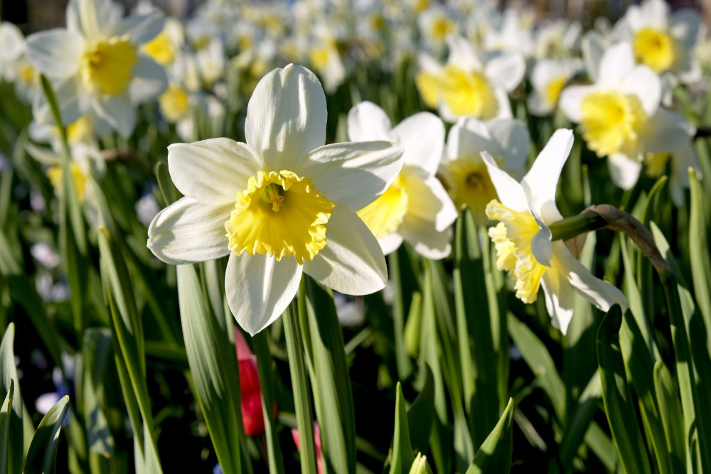 Narcissus Flower