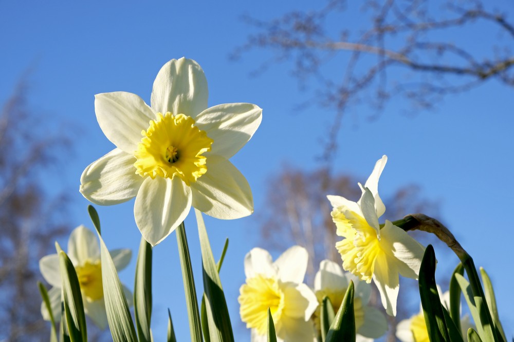 Narcissus Flower