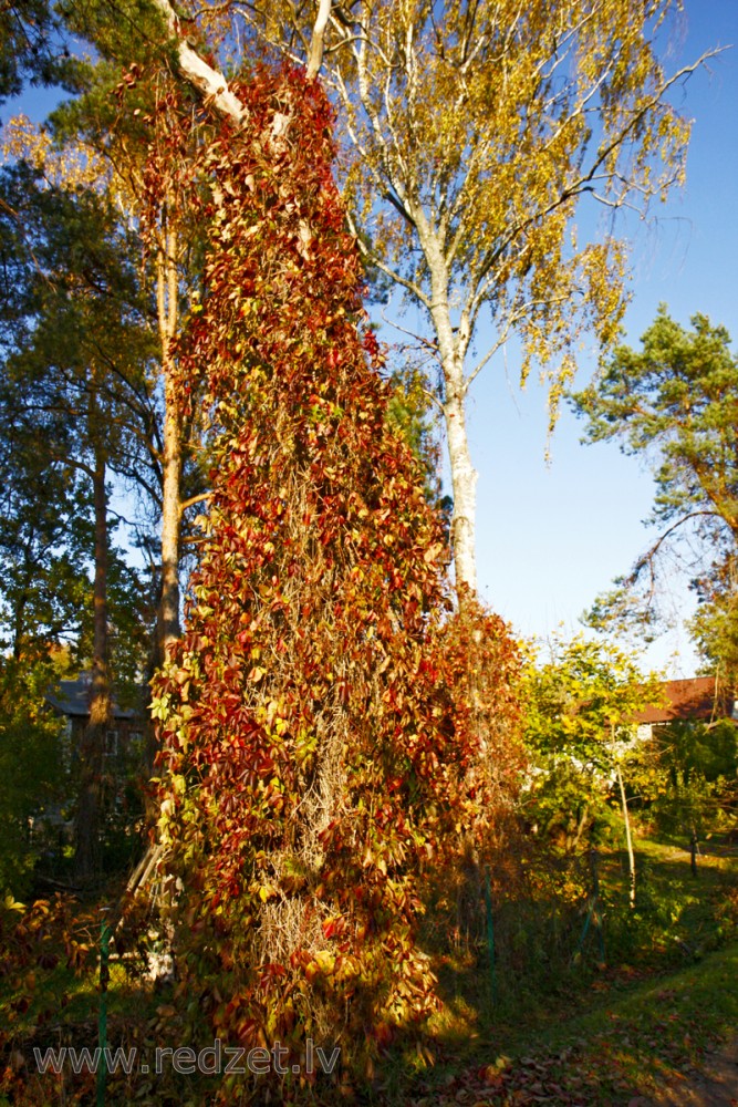 Pieclapu mežvīns (Parthenocissus quinquefolia)