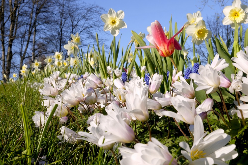 Flower Bed (Narcissus, Greek Anemone)