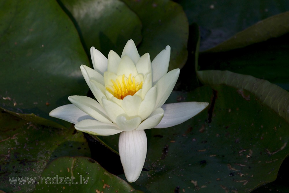 White nenuphar