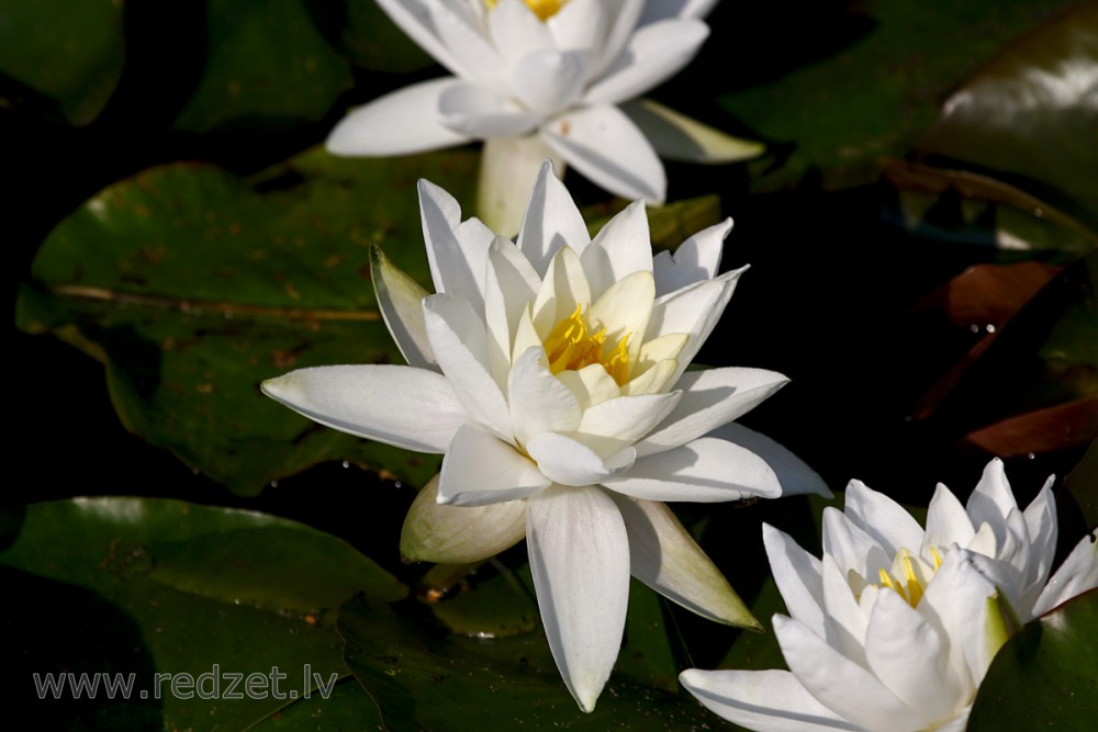 White Waterlily