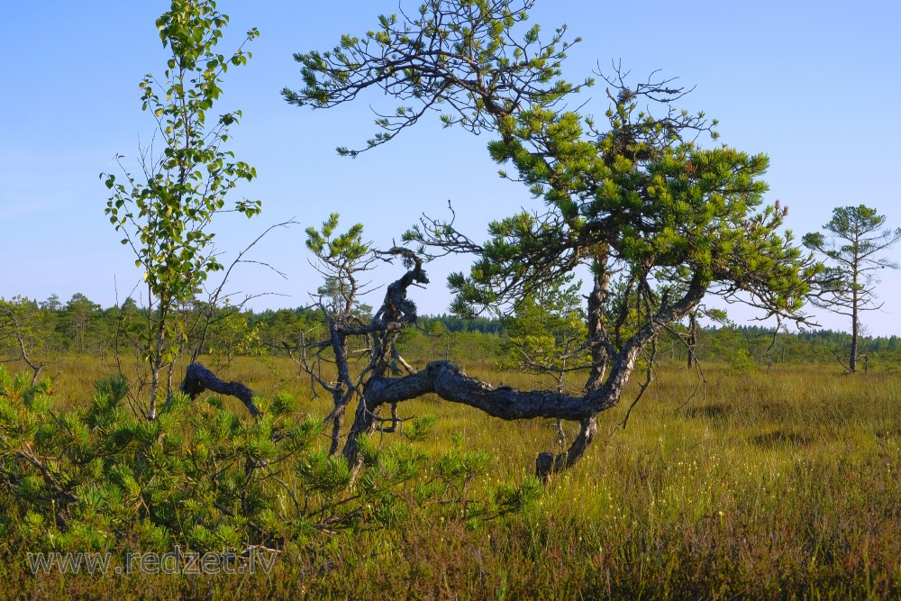 Small Pines in Vasenieki Swamp