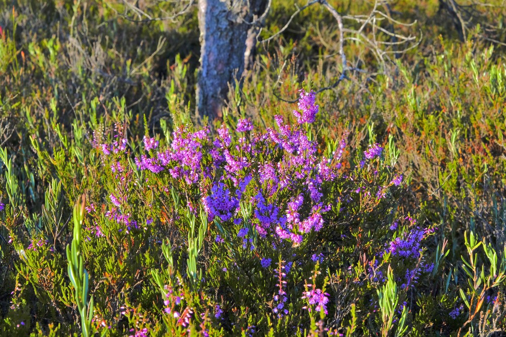 Flowering Heather