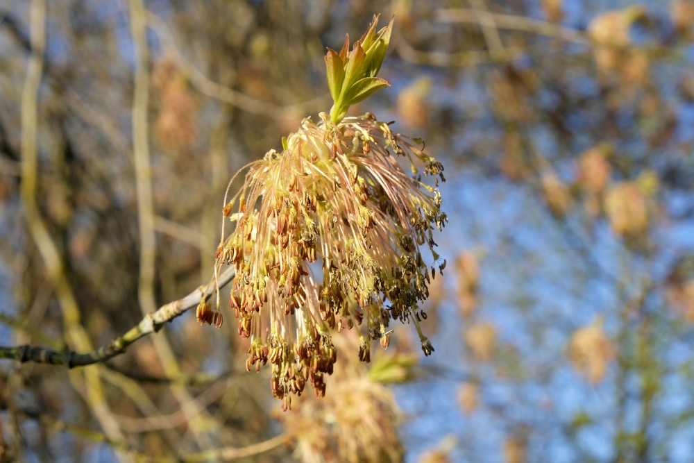 A Flowering Boxelder Maple