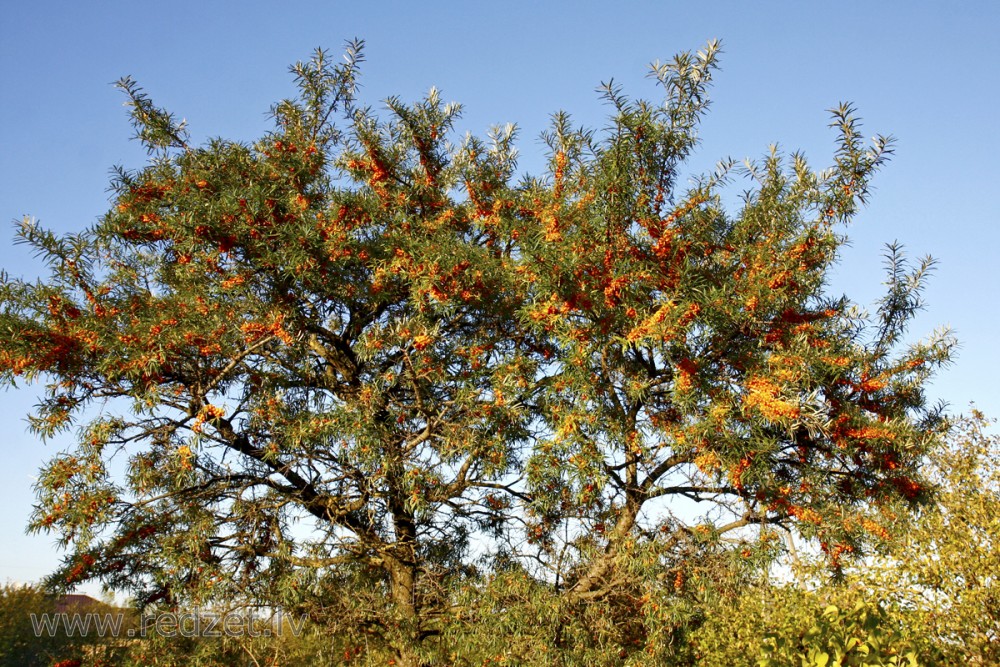 Smiltsērkšķis (Hippophae rhamnoides)