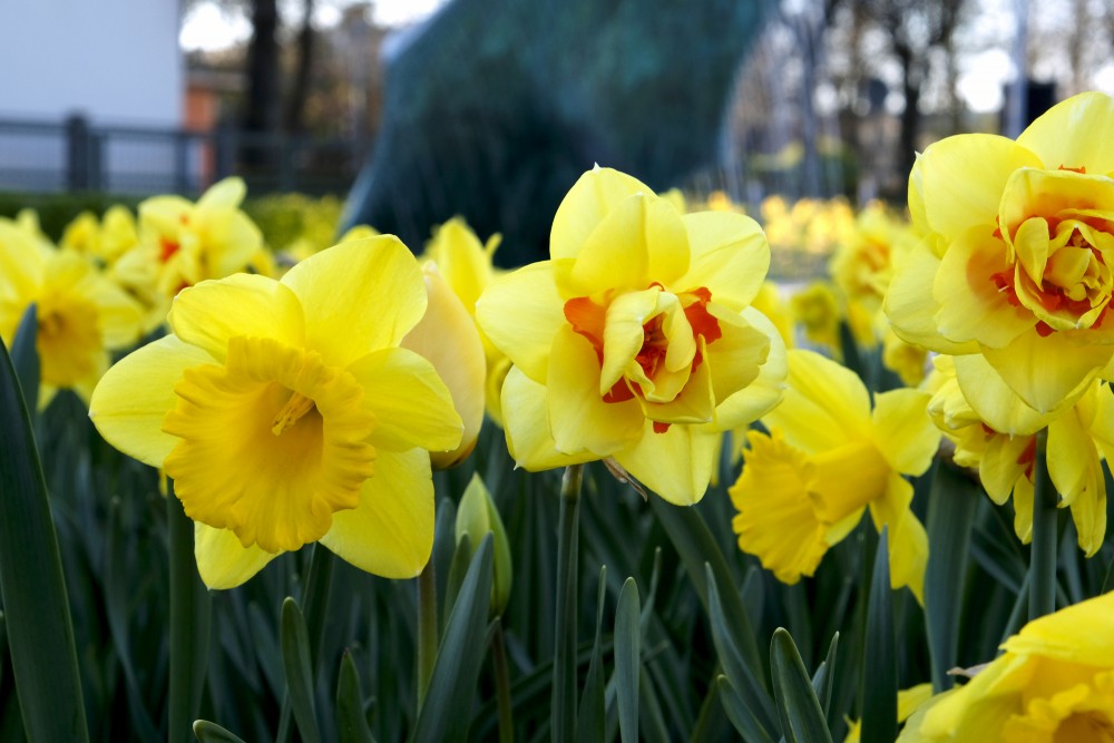 Narcissus Flower