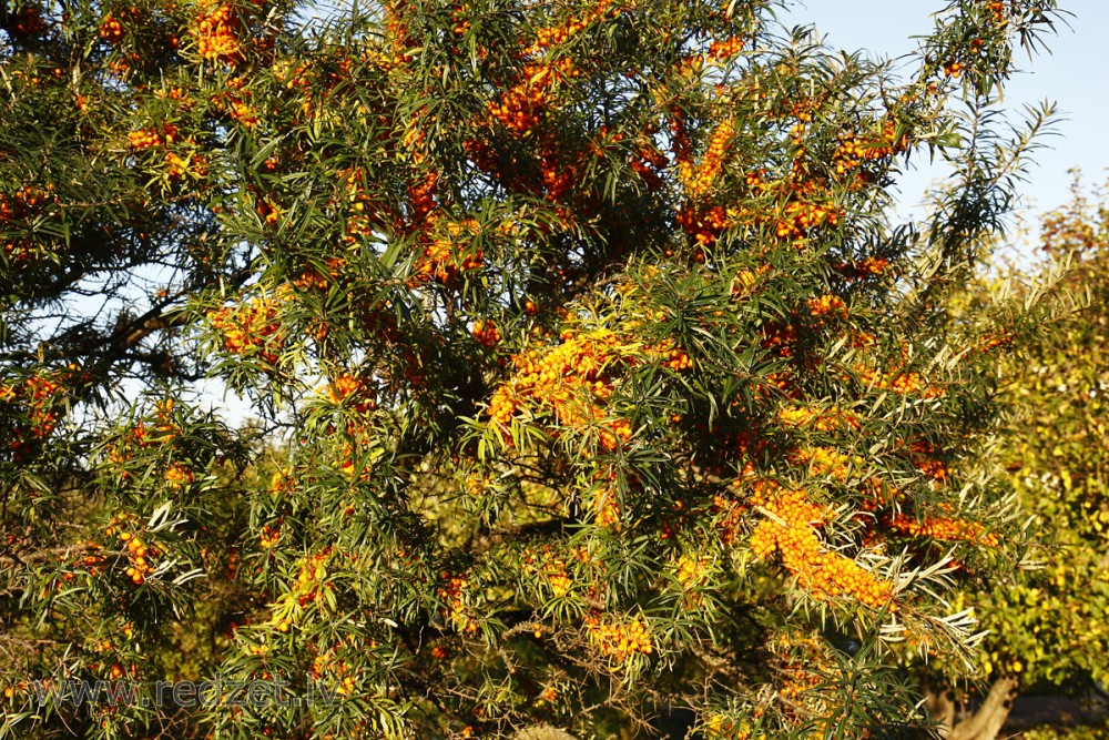 Smiltsērkšķis (Hippophae rhamnoides)