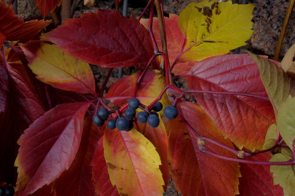 Berries and Leaves of Virginia Creeper in Autumn