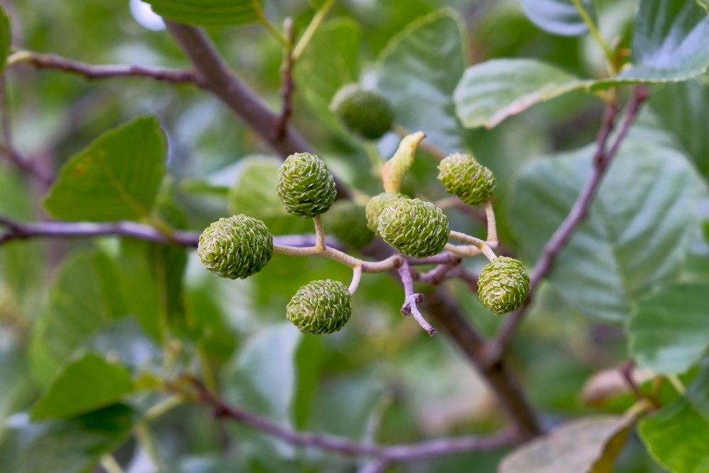 Alder Fruits and Seeds