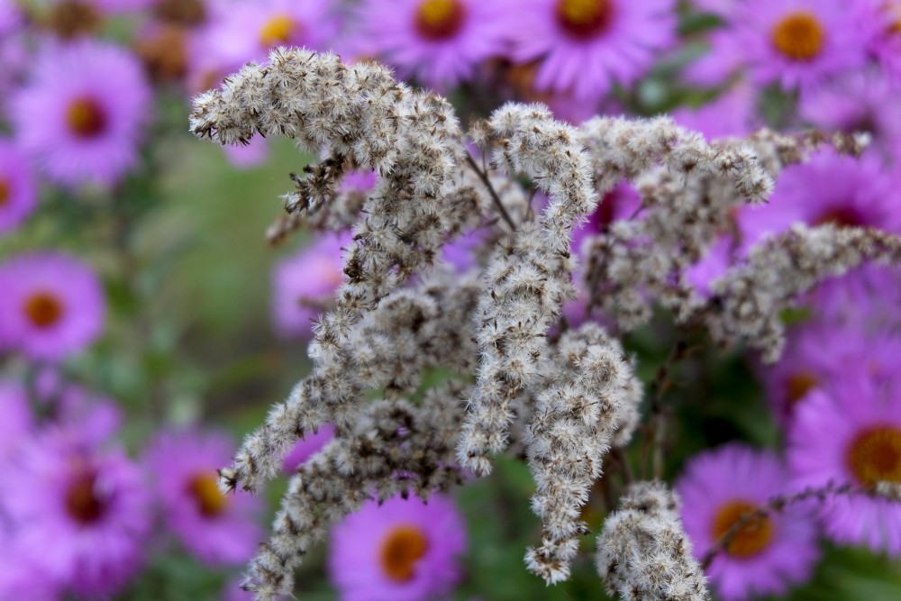 Canada Goldenrod in Autumn