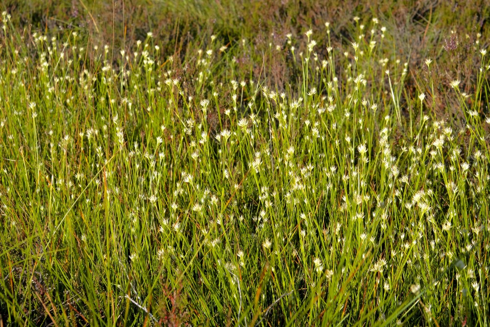 Parastais baltmeldrs