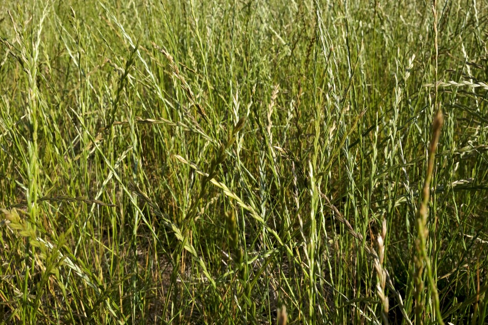 Poaceae (Grasses)