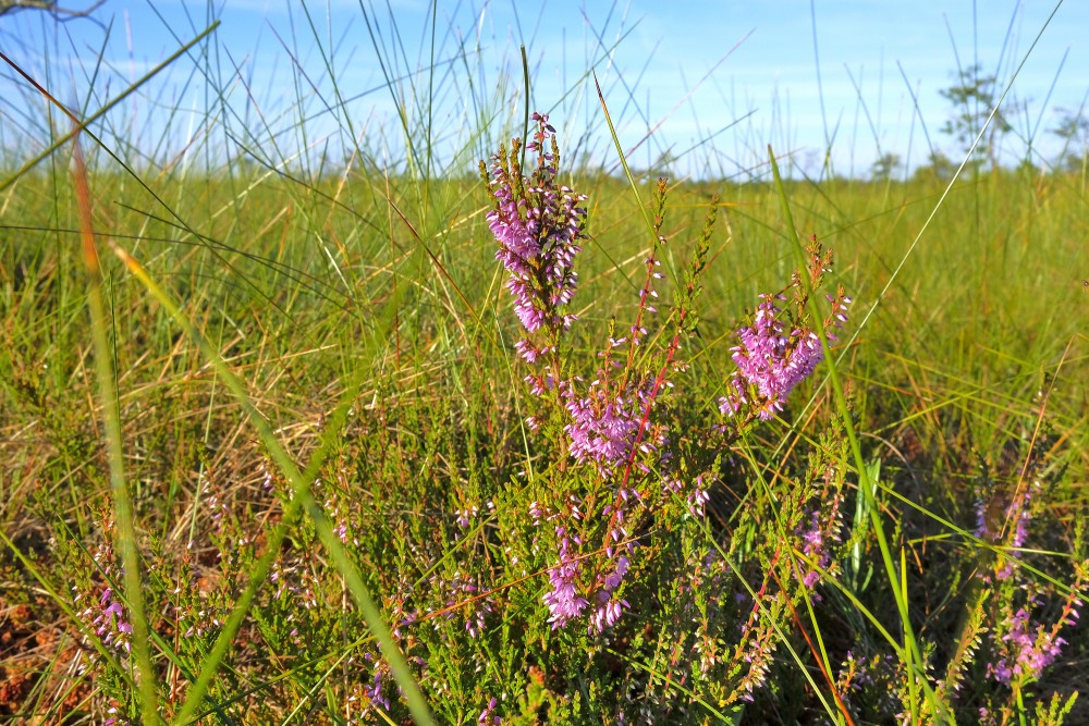Sila virsis Vasenieku purvā