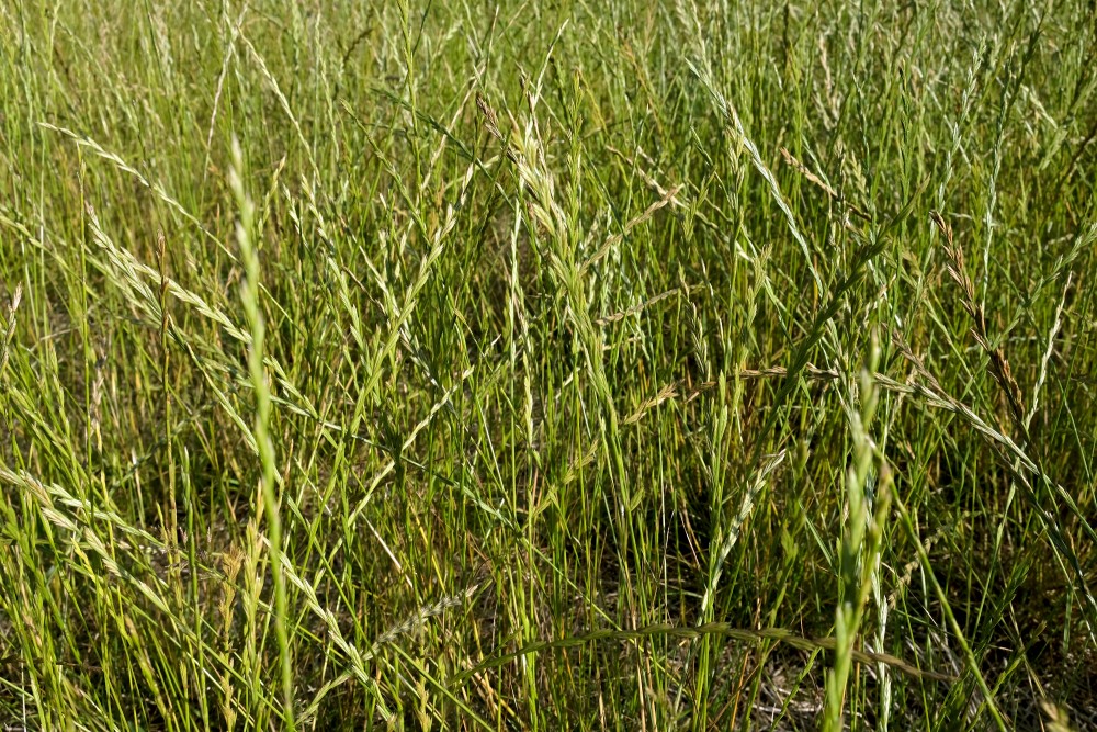 Poaceae (Grasses)