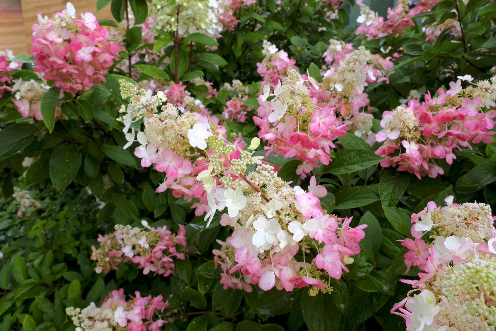 Hortenzijas