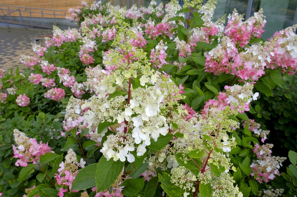 Hortenzijas
