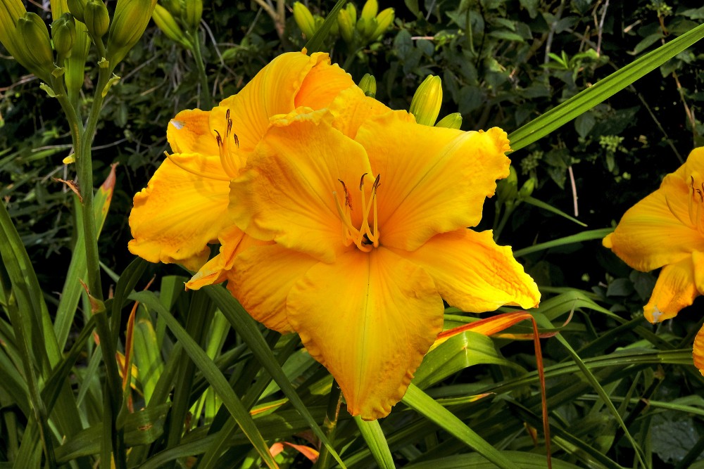 Yellow Daylily