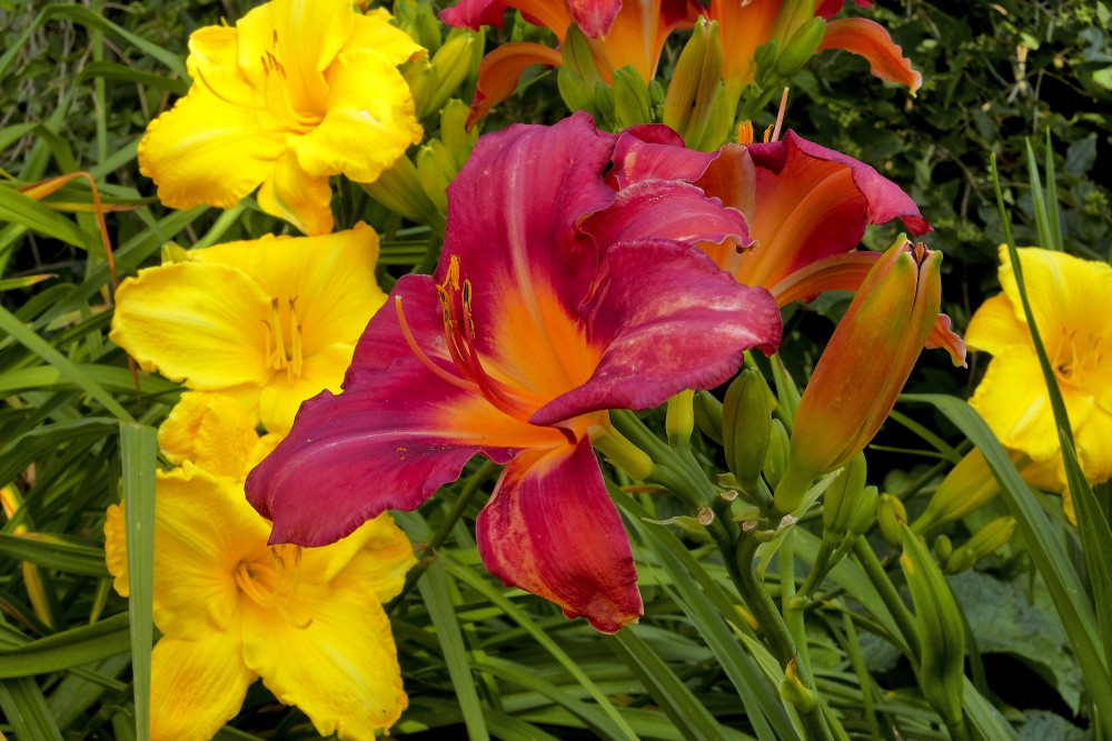 Daylily