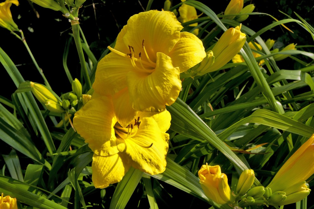 Yellow Daylily