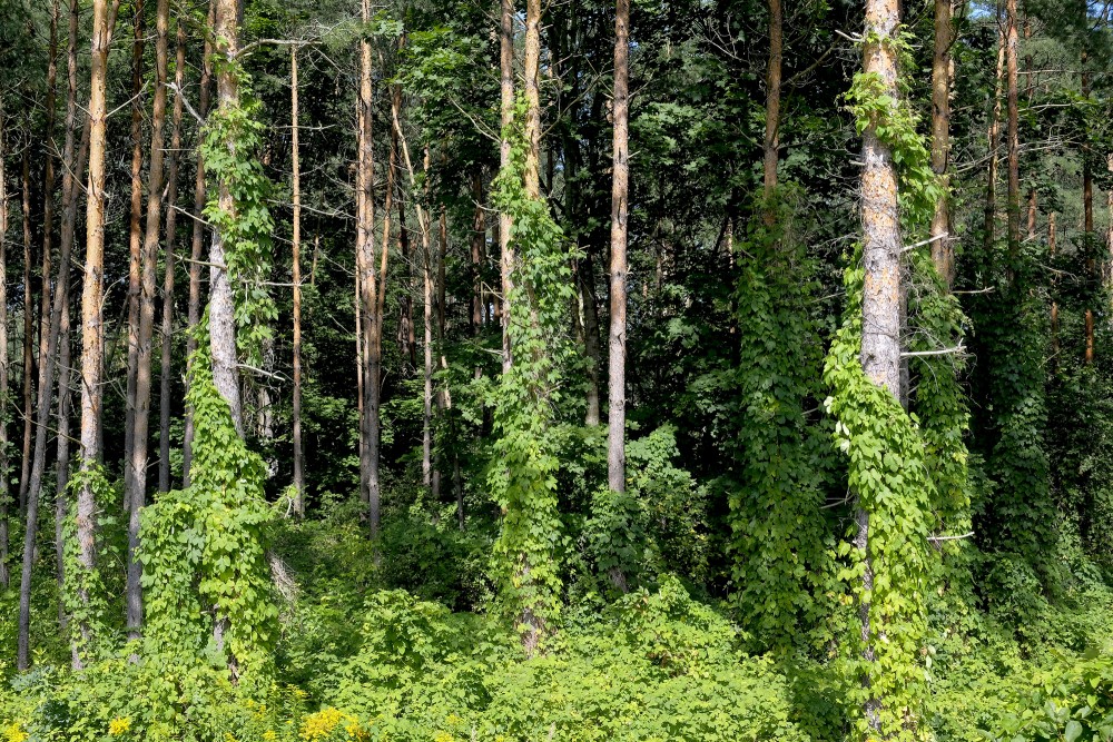 Common hop