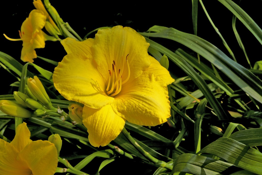 Yellow Daylily