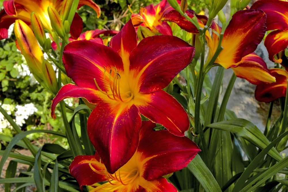 Daylily