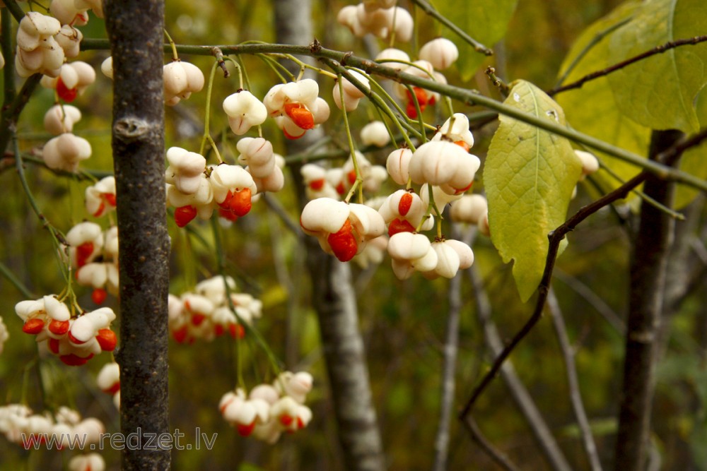 Eiropas segliņš (Euonymus europaea)