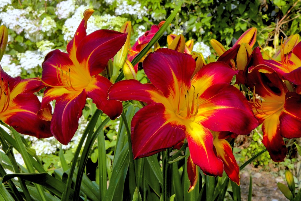 Daylily