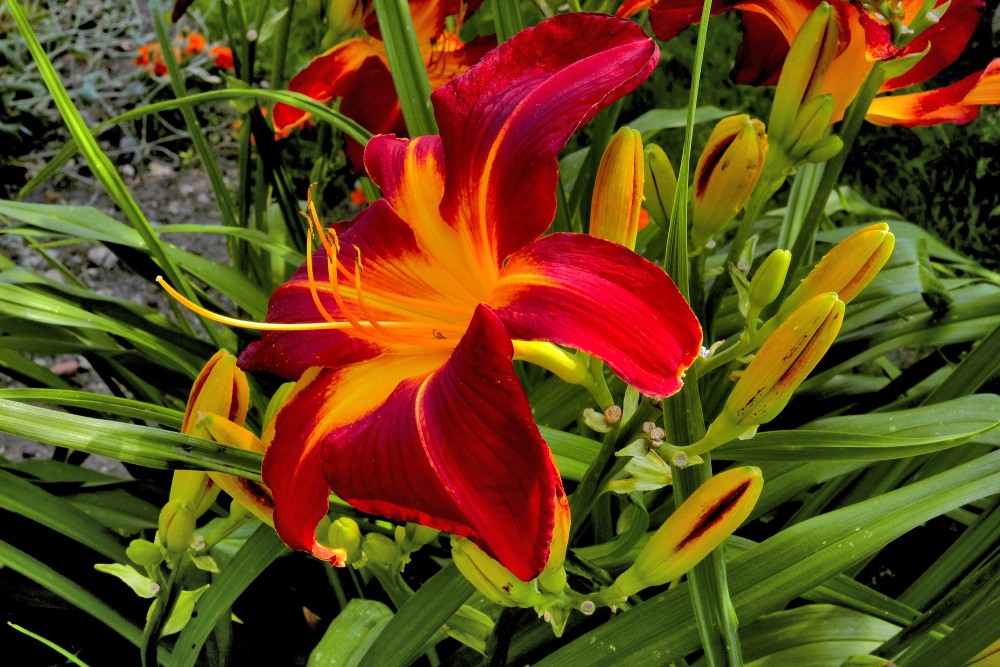 Daylily