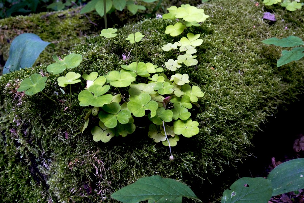 Meža zaķskābene (Oxalis acetosella)