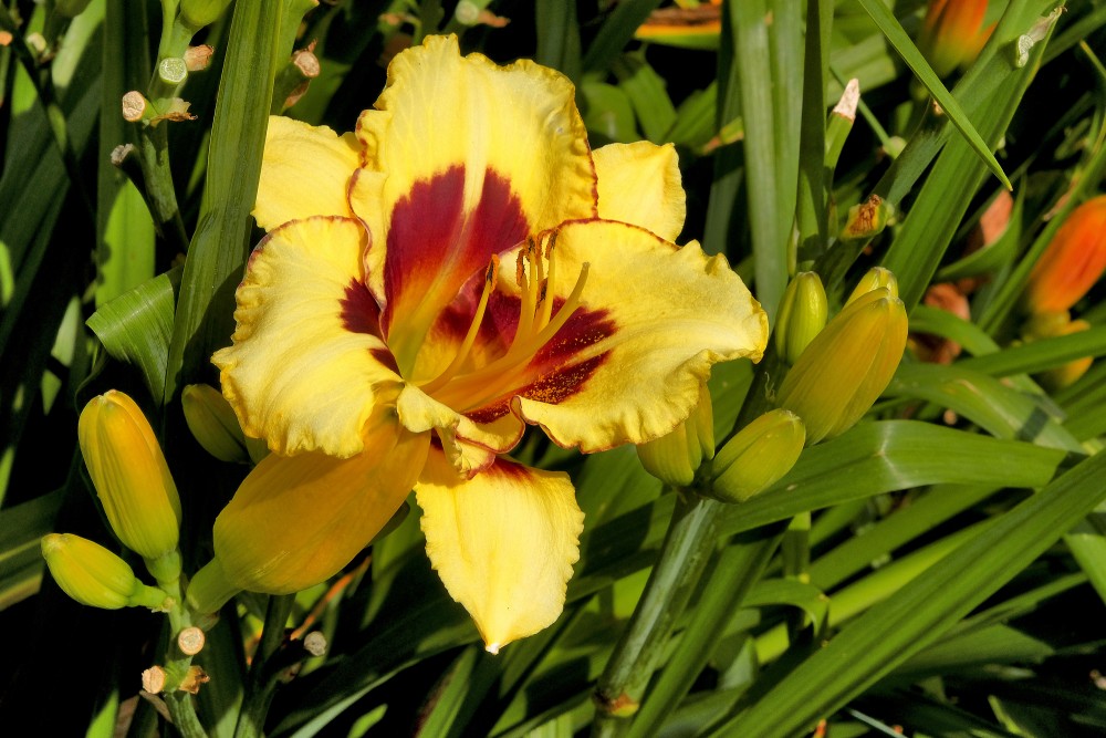 Daylily