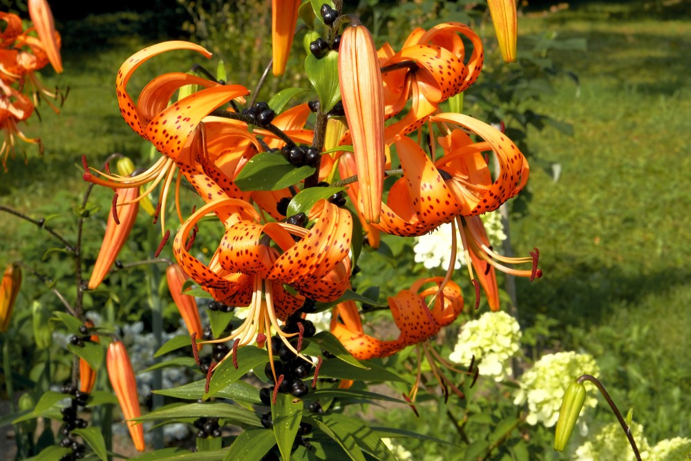 Tiger Lily