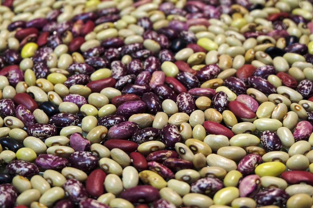 Dry Bush Beans