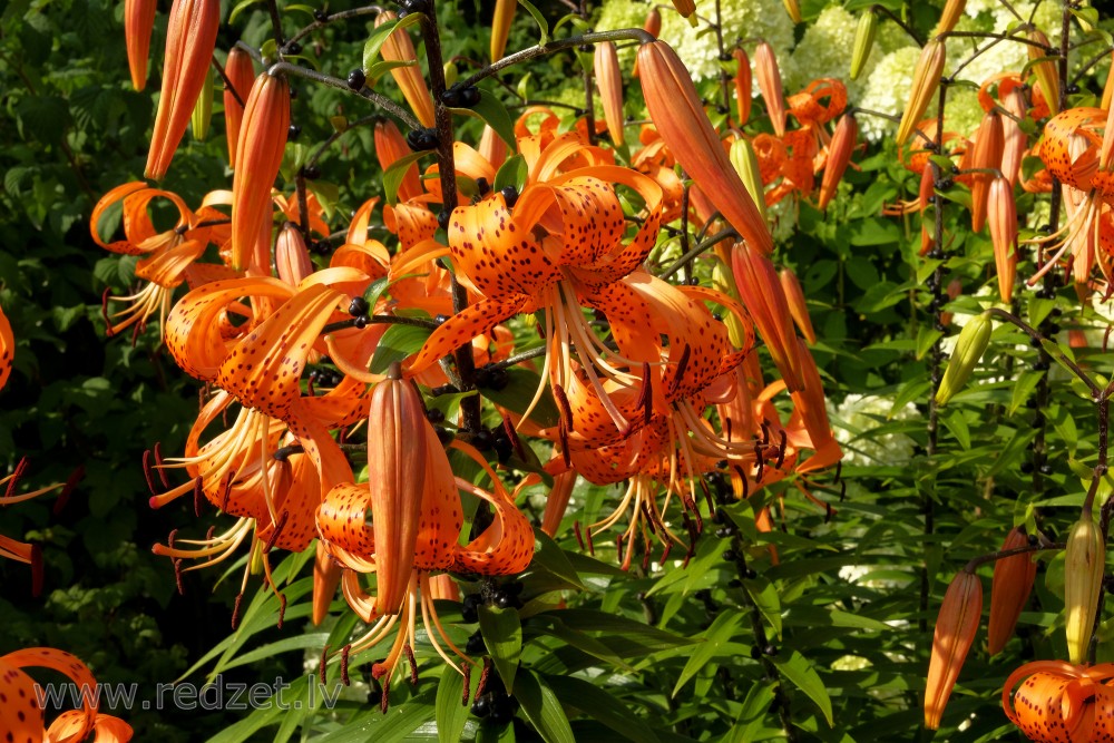 Tiger Lily